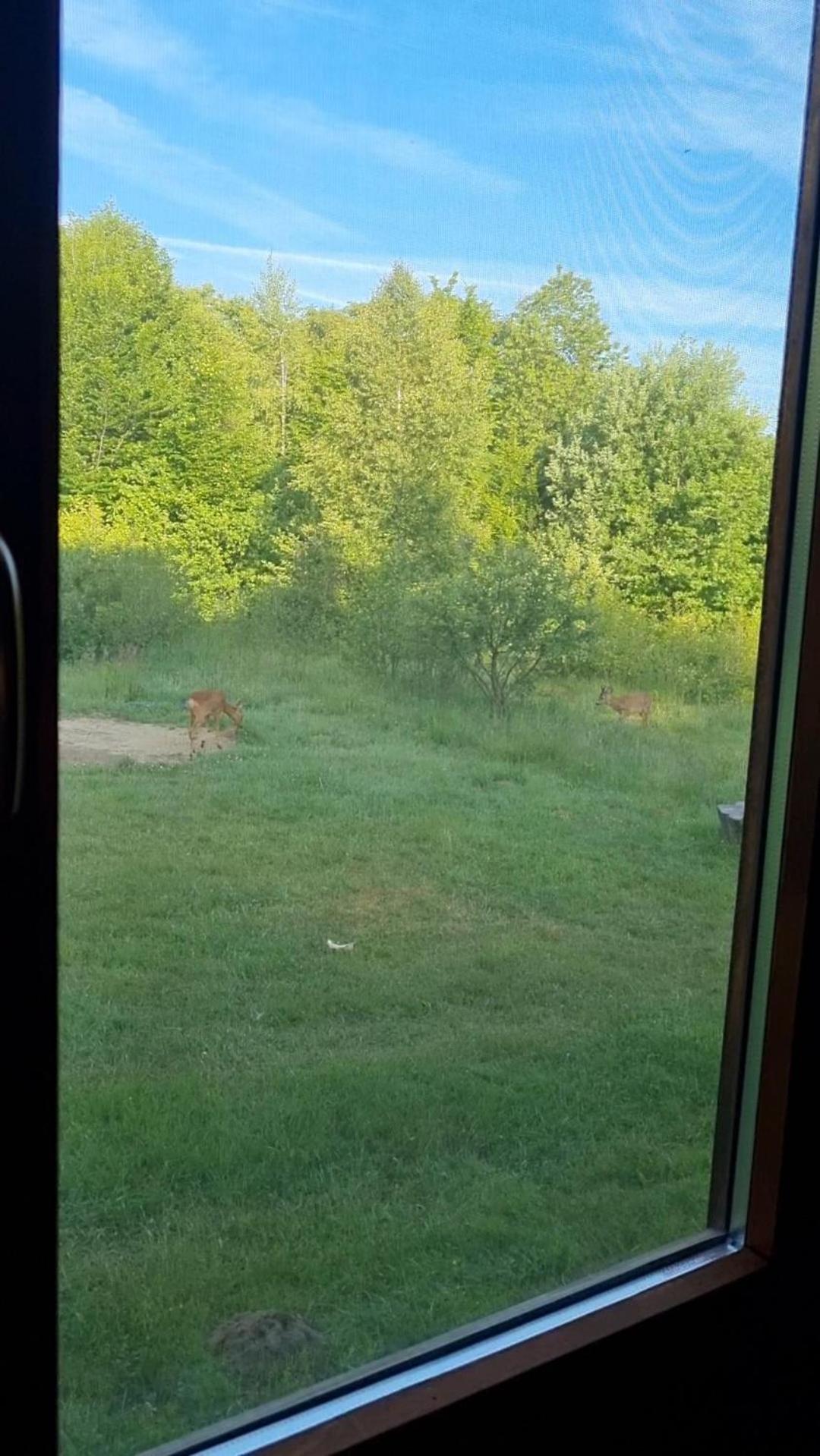 Valea Vistisoarei Villa Vistisoara Exteriör bild